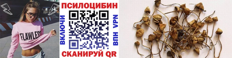 Псилоцибиновые грибы Cubensis Сергач