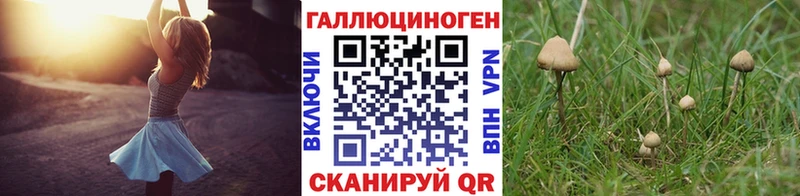 Галлюциногенные грибы Psilocybine cubensis  Сергач 